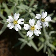 Weisse Blumen